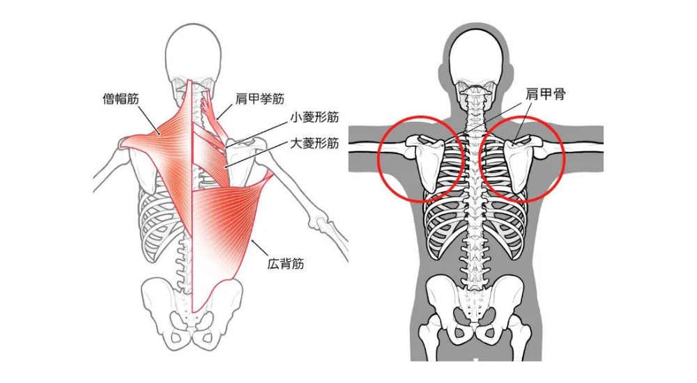 北浦和で肩こり改善におすすめの整体-北浦和肩こり専門整体院の肩こり‐首こり、首の痛みの整体について‐画像25