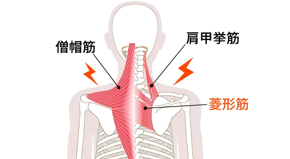 北浦和で肩こりの改善におすすめの整体-北浦和の肩こり専門整体院の肩こりと疲労改善におすすめ記事-9