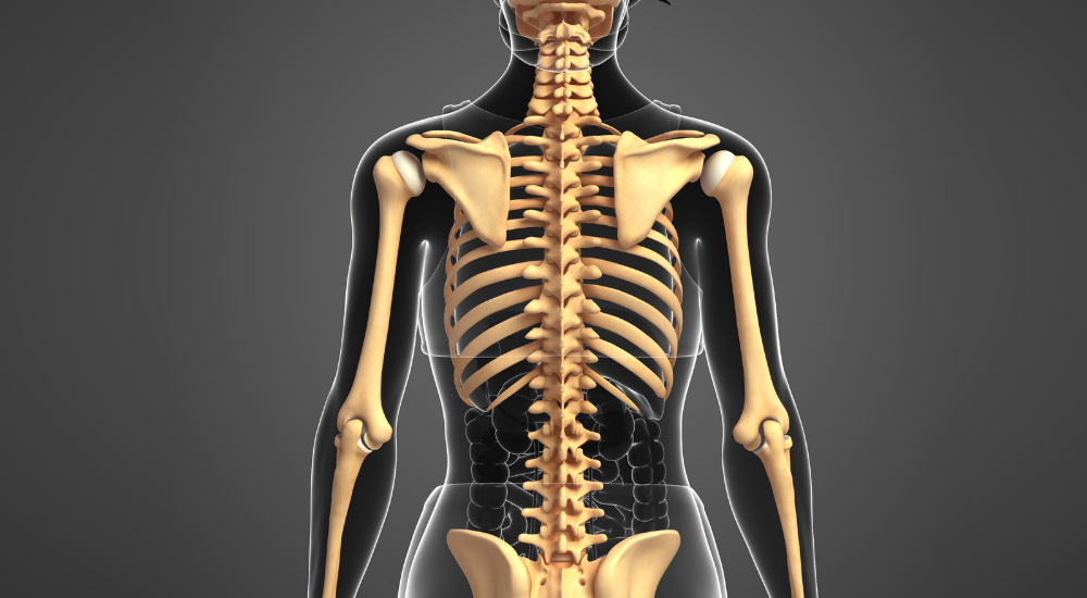 北浦和で肩こり改善におすすめの整体-北浦和肩こり専門整体院の肩こり‐肩甲骨内側のこり、痛みの整体について‐画像2