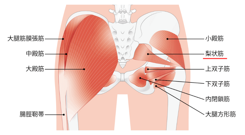 北浦和で肩こりの改善におすすめの整体院-北浦和の肩こりに関連する筋肉の画像-1