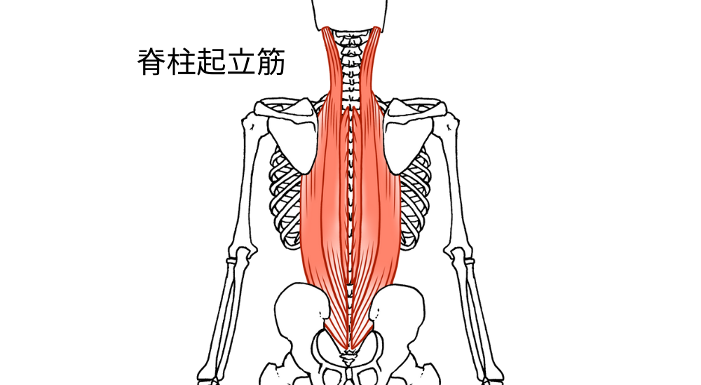 北浦和で肩こりの改善におすすめの整体院-北浦和の肩こりについて‐画像12