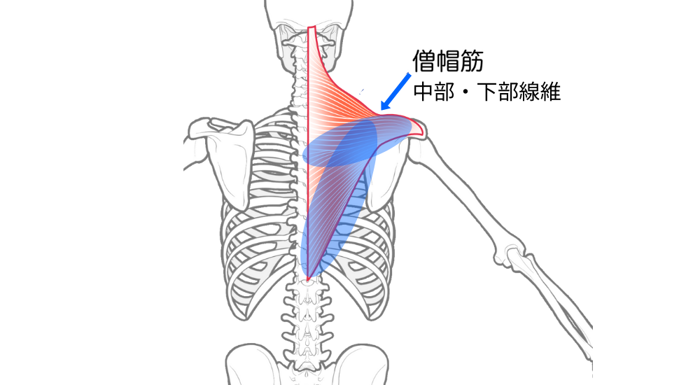 北浦和で肩こり改善におすすめの整体-北浦和肩こり専門整体院の肩こり‐肩甲骨内側のこり、痛みの整体について‐画像7