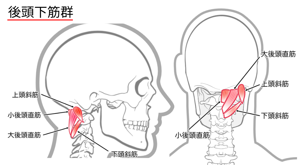 北浦和で肩こり改善におすすめの整体-北浦和肩こり専門整体院の肩こり‐首こり、首の痛みの整体について‐画像19