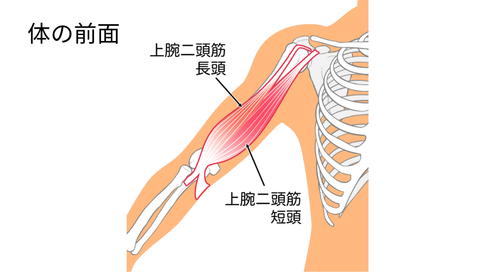 北浦和で肩こりの改善におすすめの整体-北浦和の肩こり専門整体院の肩こりと肩関節の痛み改善におすすめ記事-6