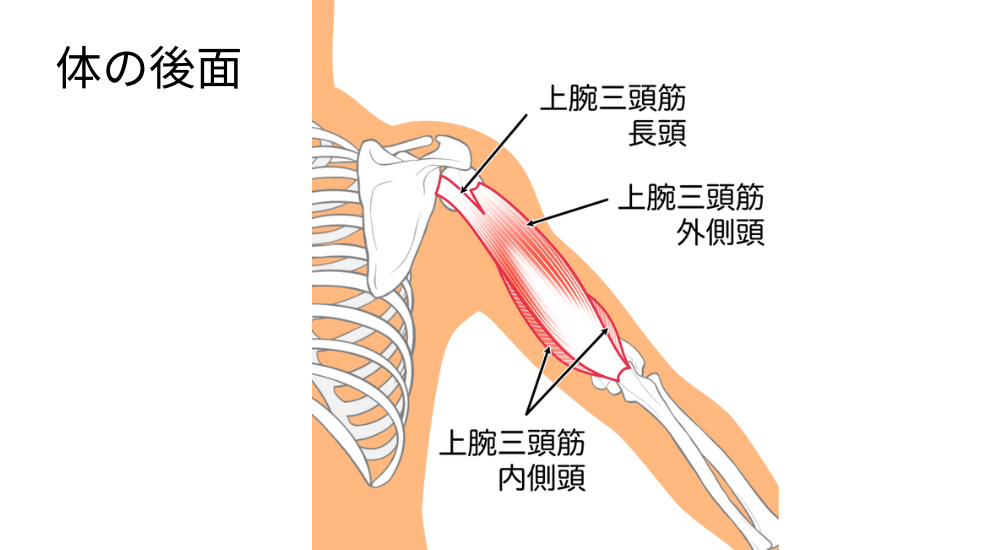 北浦和で肩こりの改善におすすめの整体-北浦和の肩こり専門整体院の肩こりと肩関節の痛み改善におすすめ記事-7