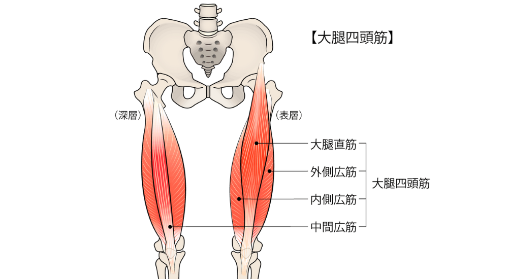 北浦和で肩こりの改善におすすめの整体-北浦和の肩こり専門整体院の肩こり改善におすすめ記事-19