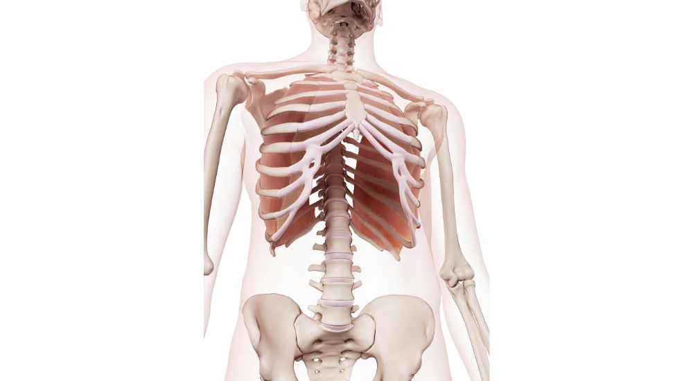 北浦和で肩こり・猫背の改善におすすめの整体院-北浦和猫背肩こり専門整体院-猫背-反り腰-悪い姿勢について‐画像13