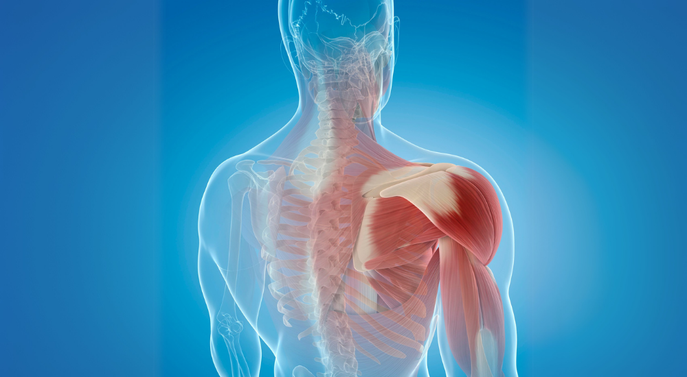 北浦和で肩こり・猫背の改善におすすめの整体院-北浦和猫背肩こり専門整体院-猫背-反り腰-悪い姿勢について‐画像16