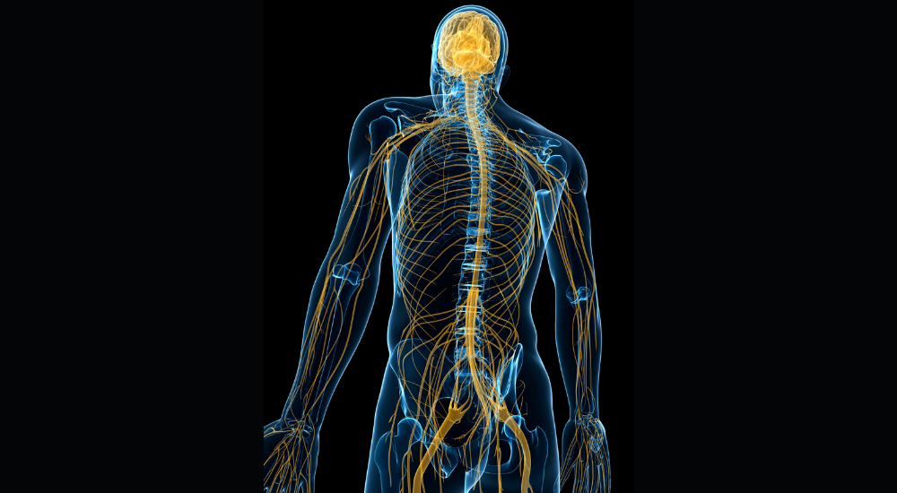 北浦和で肩こり改善におすすめの整体院-北浦和肩こり専門整体院の筋膜と筋膜リリースについて‐画像13