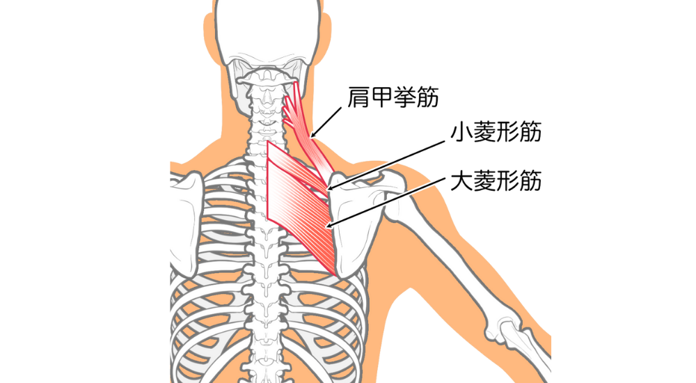 北浦和で肩こり改善におすすめの整体-北浦和肩こり専門整体院の肩こり‐肩甲骨内側のこり、痛みの整体について‐画像6