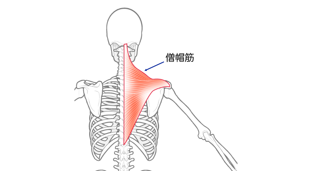 北浦和で肩こりの改善におすすめの整体-北浦和の肩こり専門整体院の肩こり改善におすすめ記事-15
