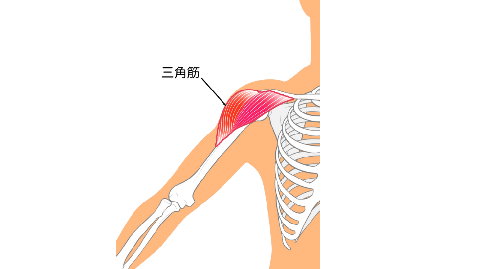 北浦和で肩こりの改善におすすめの整体-北浦和の肩こり専門整体院の肩こりと肩関節の痛み改善におすすめ記事-8
