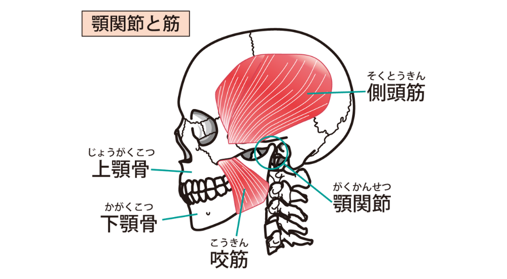 北浦和で肩こりの改善におすすめの整体-北浦和の肩こり専門整体院の頭痛改善におすすめ記事-画像7