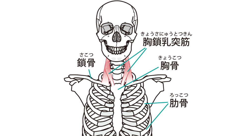 北浦和で肩こりの改善におすすめの整体院-北浦和の肩こりについて‐画像14
