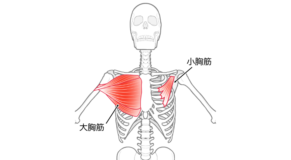 北浦和で肩こりの改善におすすめの整体院-北浦和の肩こりについて‐画像11