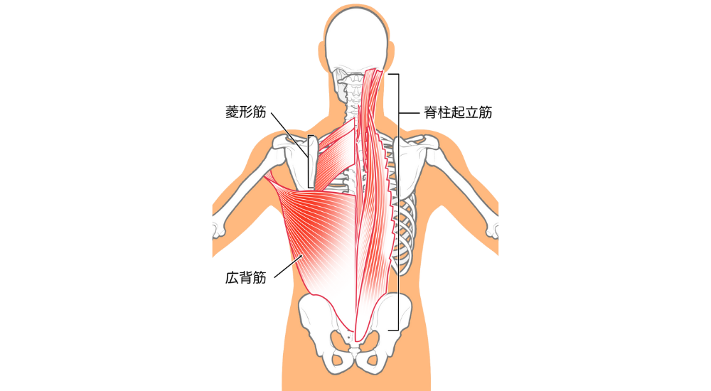 北浦和で肩こり改善におすすめの整体-北浦和肩こり専門整体院の背中の痛み、凝りについて‐画像6