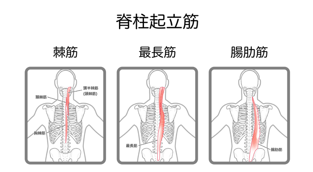 北浦和で肩こり改善におすすめの整体-北浦和肩こり専門整体院の肩こり‐肩甲骨内側のこり、痛みの整体について‐画像8