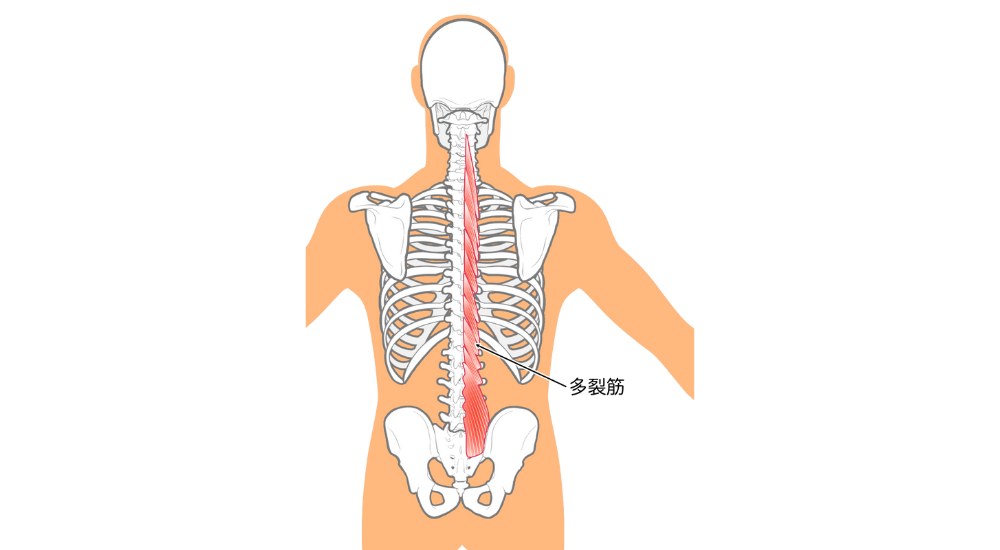 北浦和で肩こりの改善におすすめの整体院-北浦和の肩こりについて‐画像13