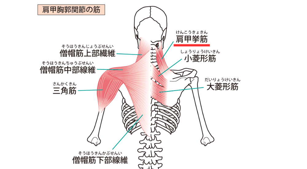 北浦和で肩こり改善におすすめの整体-北浦和肩こり専門整体院の肩こり‐首こり、首の痛みの整体について‐画像15