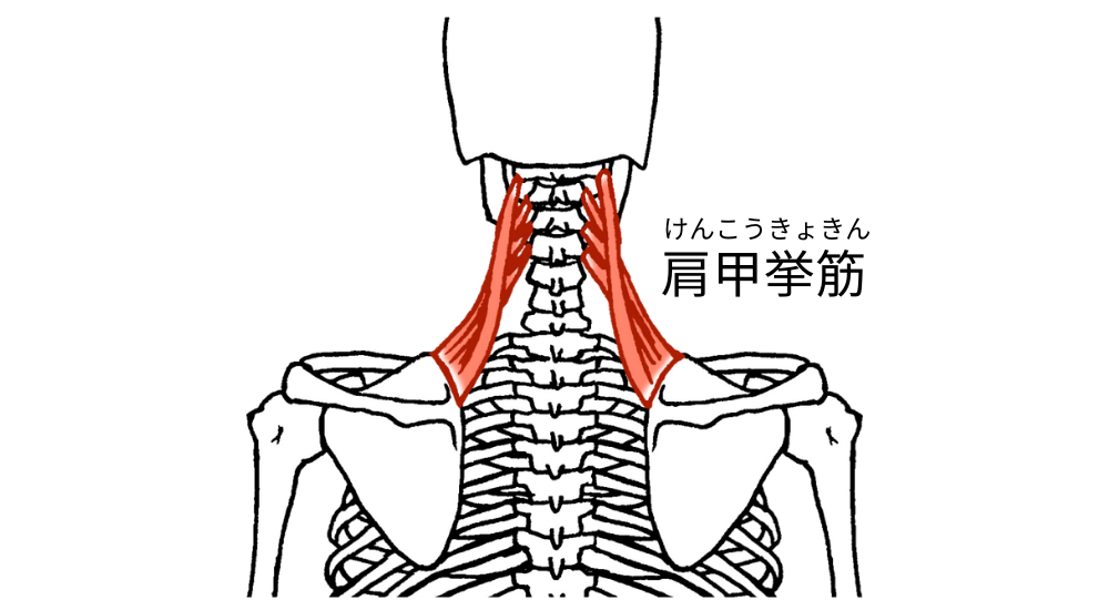 北浦和で肩こりの改善におすすめの整体院-北浦和の肩こりについて‐画像10
