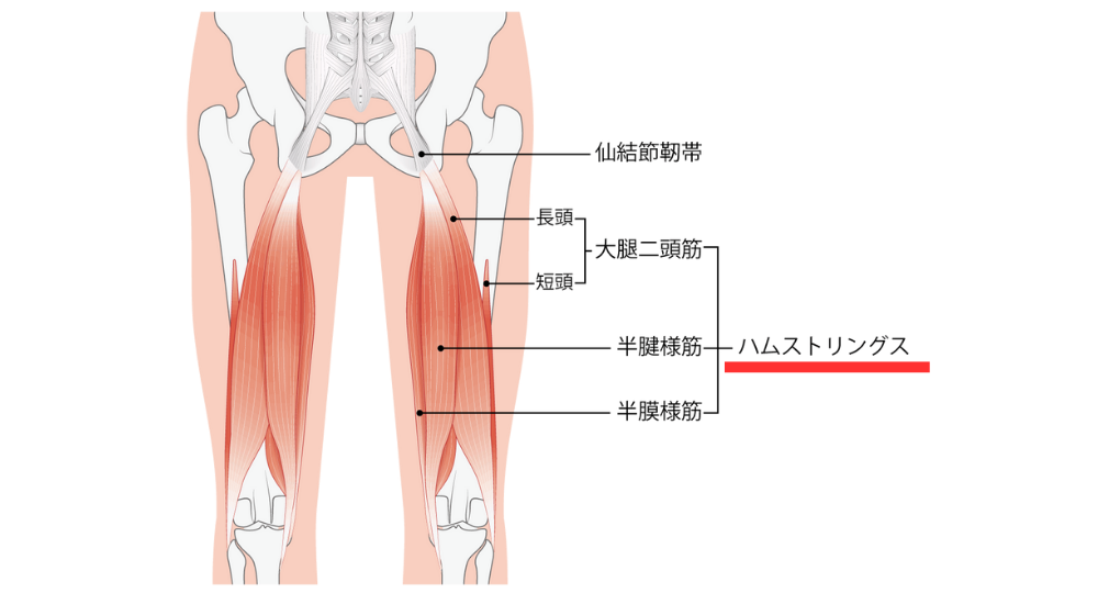 北浦和で肩こりの改善におすすめの整体院-北浦和の肩こりに関連する筋肉の画像-31