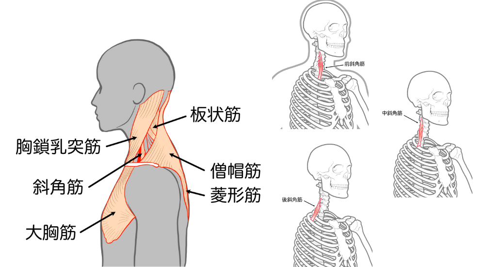 北浦和で肩こりの改善におすすめの整体-北浦和の肩こり専門整体院の肩こり改善におすすめ記事-16
