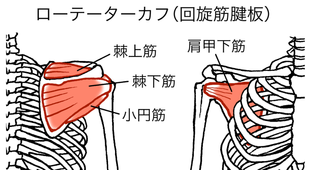 北浦和で肩こりの改善におすすめの整体-北浦和の肩こり専門整体院の肩こりと肩関節の痛み改善におすすめ記事-5